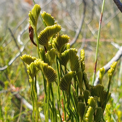 Schizaea bifida (Forked Comb Fern) (alternate view 3)