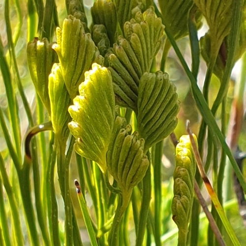 Schizaea bifida (Forked Comb Fern) (alternate view 4)