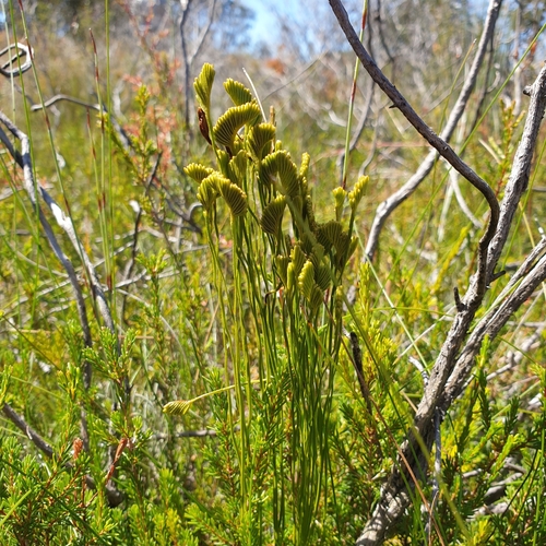 Schizaea bifida (Forked Comb Fern) (alternate view 5)