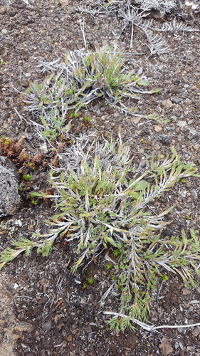 Panicum (panicgrasses) (alternate view 6)