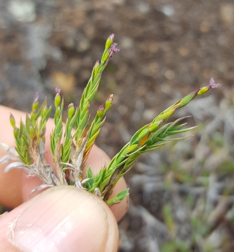 Panicum (panicgrasses) (alternate view 5)