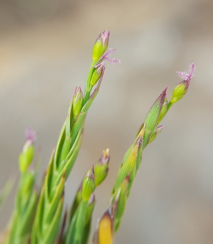 Panicum (panicgrasses) (alternate view 3)