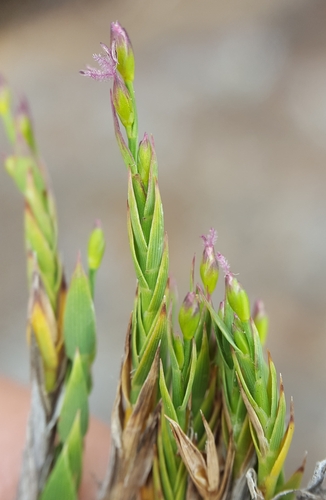 Panicum (panicgrasses) (alternate view 4)