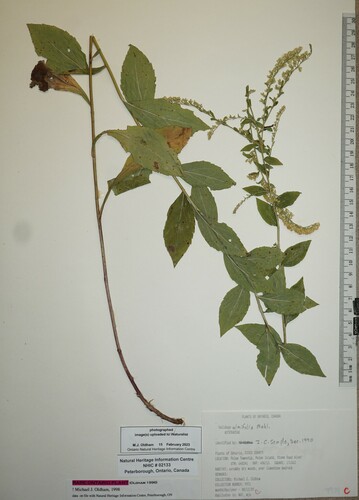 Solidago ulmifolia (elm-leaved goldenrod) (alternate view 5)