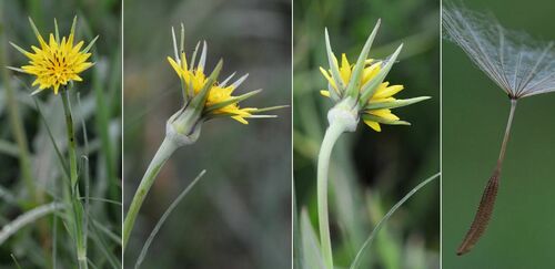 Tragopogon pratensis (meadow salsify)