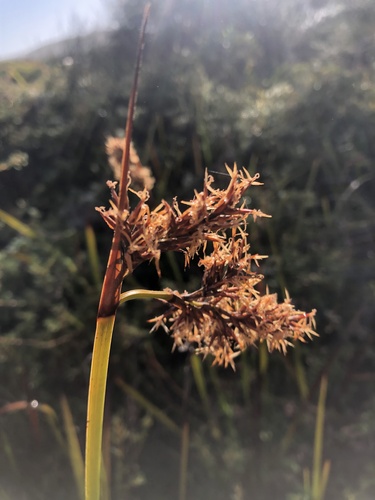 Lepidosperma gladiatum (Coast Sword-sedge) (alternate view 2)