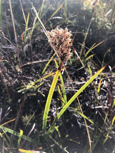 Lepidosperma gladiatum (Coast Sword-sedge) (alternate view 3)