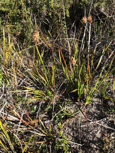 Lepidosperma gladiatum (Coast Sword-sedge) (alternate view 4)