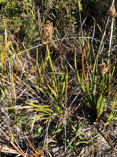 Lepidosperma gladiatum (Coast Sword-sedge) (alternate view 5)