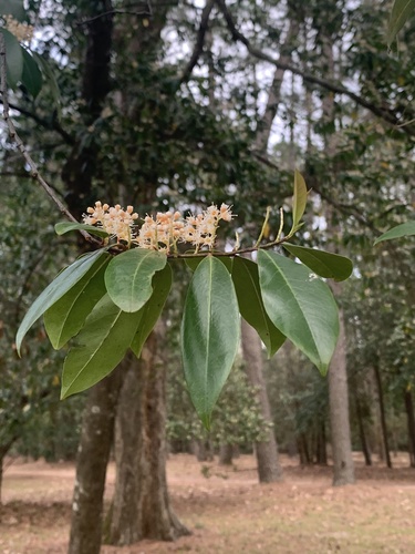 Prunus caroliniana (Carolina laurelcherry) (alternate view 10)