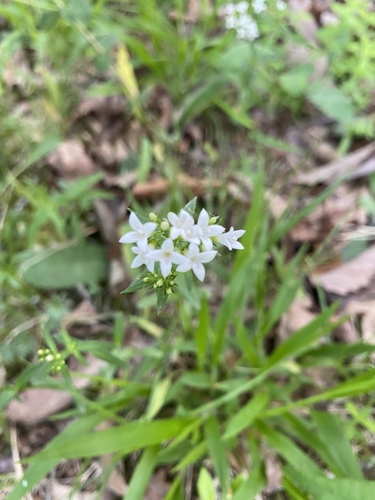 Houstonia purpurea (summer bluet) (alternate view 10)