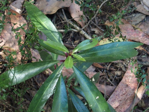 Tasmannia lanceolata (Mountain Pepper) (alternate view 2)