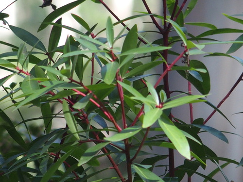 Tasmannia lanceolata (Mountain Pepper)