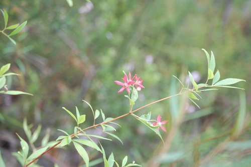 Ceratopetalum gummiferum (New South Wales christmas bush) (alternate view 7)