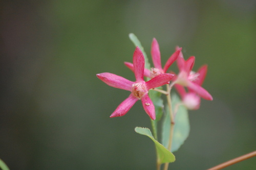 Ceratopetalum gummiferum (New South Wales christmas bush) (alternate view 8)