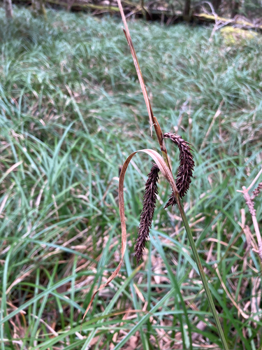 Carex obnupta (slough sedge) (alternate view 2)