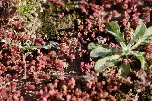 Crassula connata (sand pygmyweed) (alternate view 9)