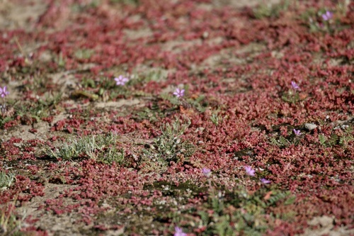 Crassula connata (sand pygmyweed) (alternate view 8)