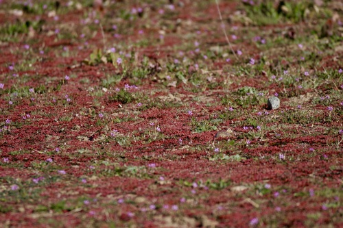 Crassula connata (sand pygmyweed) (alternate view 10)