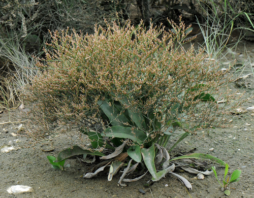 Limonium carolinianum (Carolina Sea Lavender) (alternate view 8)