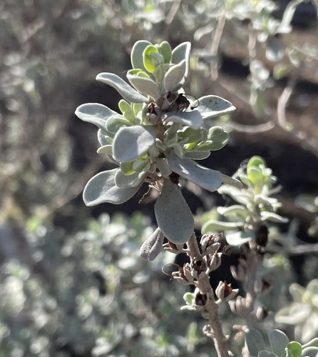 Leucophyllum (silverleaves) (alternate view 6)
