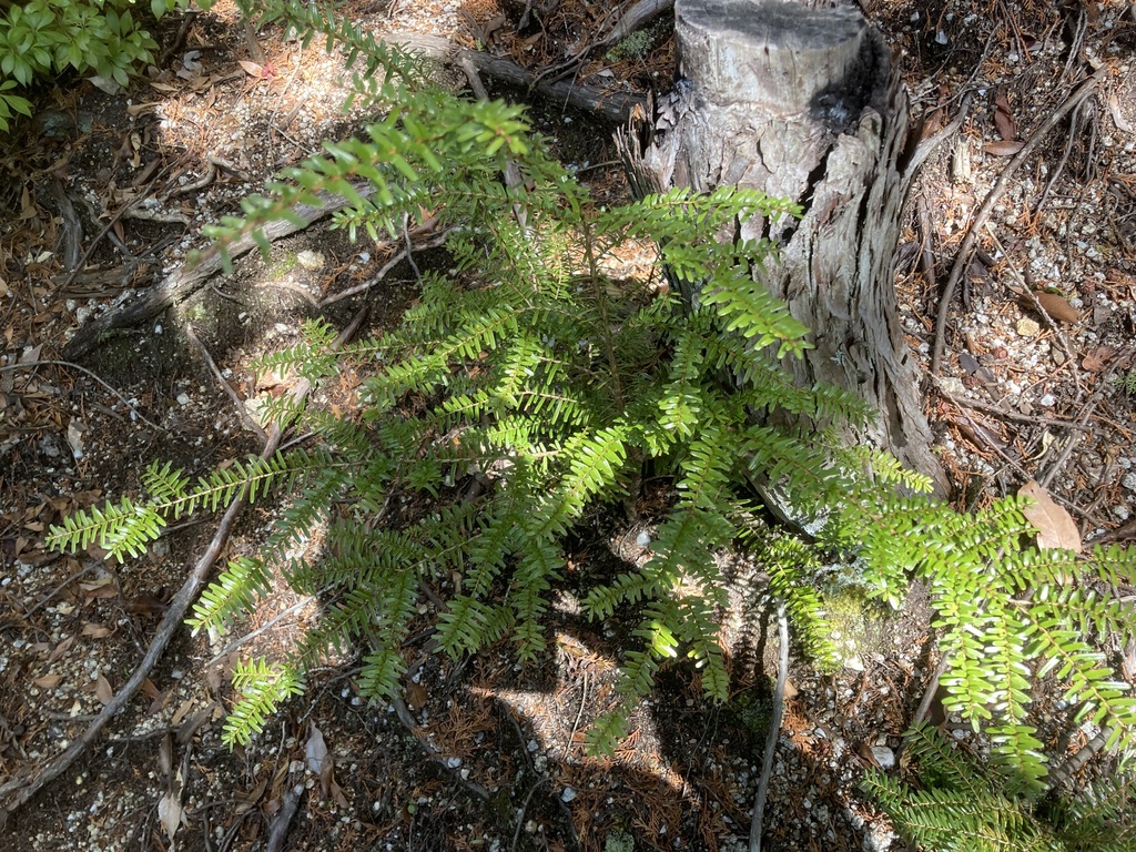 Tsuga sieboldii, Southern Japanese hemlock — upright evergreen (Pinaceae) (image 4 of 10)