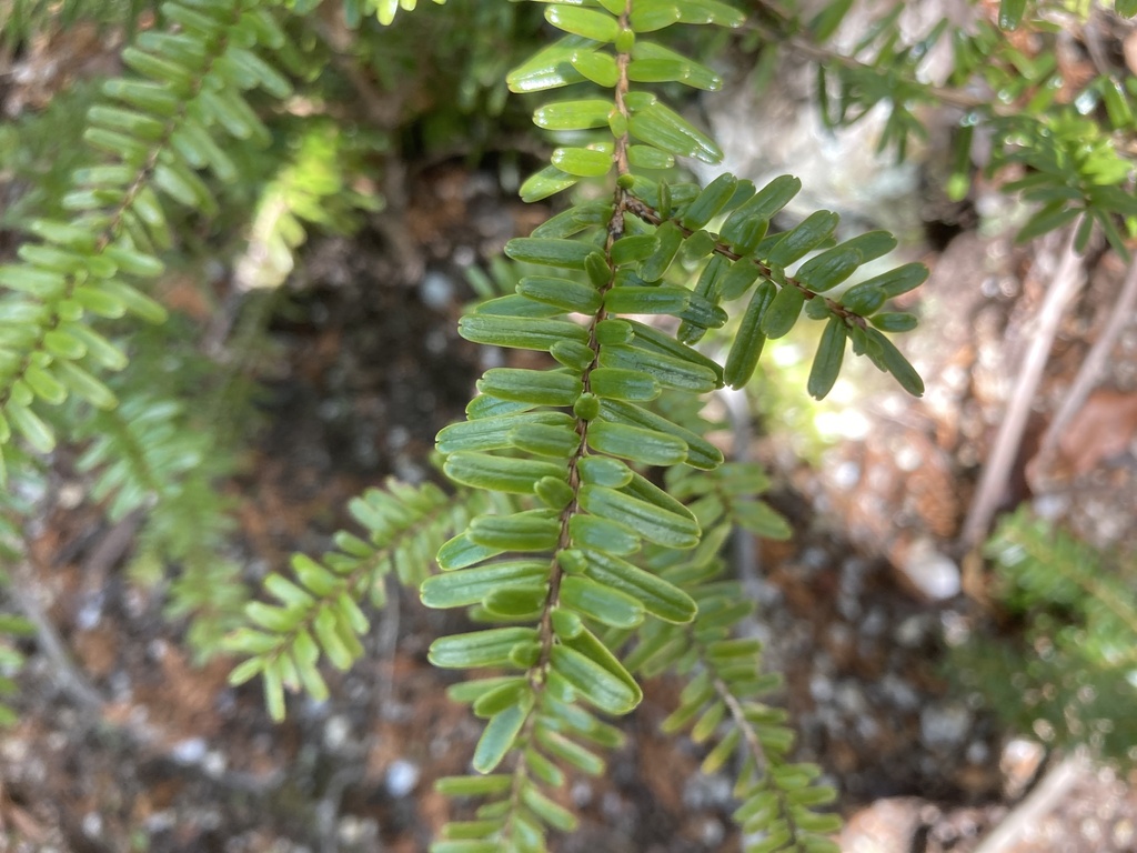 Tsuga sieboldii, Southern Japanese hemlock — upright evergreen (Pinaceae) (image 5 of 10)
