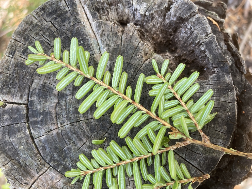 Tsuga sieboldii, Southern Japanese hemlock — upright evergreen (Pinaceae) (image 6 of 10)