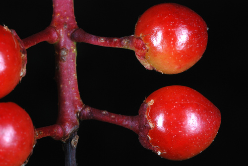 Prunus serotina (Black Cherry)