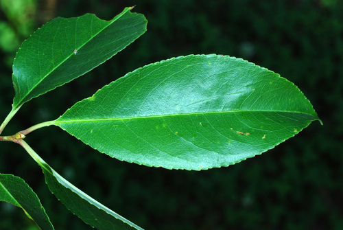 Prunus serotina (Black Cherry) (alternate view 2)