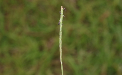 Eremochloa ophiuroides (Centipede Grass) (alternate view 4)