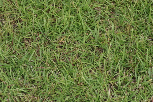 Eremochloa ophiuroides (Centipede Grass) (alternate view 5)