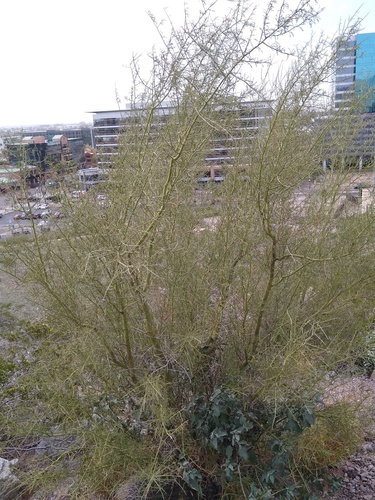 Parkinsonia microphylla (little-leaved palo verde) (alternate view 2)