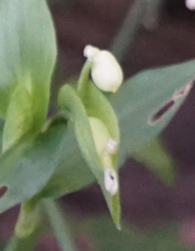 Commelina communis (Asiatic dayflower)