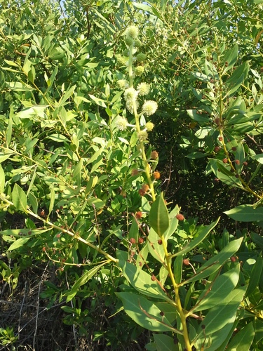 Conocarpus erectus (Green Buttonwood) (alternate view 4)