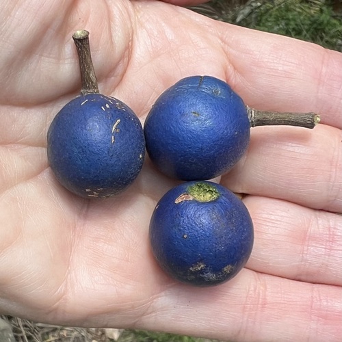 Elaeocarpus grandis (blue quandong) (alternate view 3)