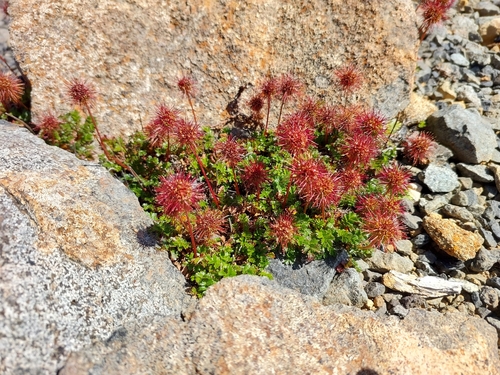 Acaena novae-zelandiae (Biddy-biddy)