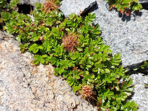 Acaena novae-zelandiae (Biddy-biddy)