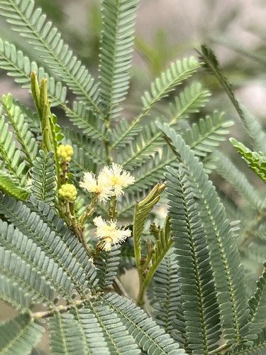 Acacia mearnsii (black wattle) (alternate view 6)