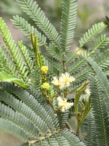 Acacia mearnsii (black wattle) (alternate view 7)