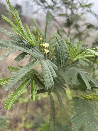 Acacia mearnsii (black wattle) (alternate view 8)