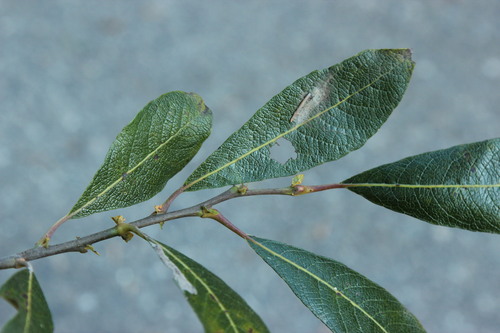 Salix scouleriana (Scouler’s willow)