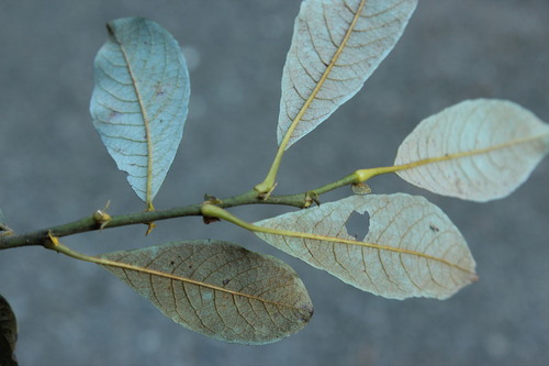 Salix scouleriana (Scouler’s willow) (alternate view 2)