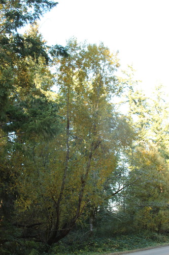 Salix scouleriana (Scouler’s willow) (alternate view 3)