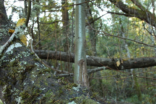 Salix scouleriana (Scouler’s willow) (alternate view 4)