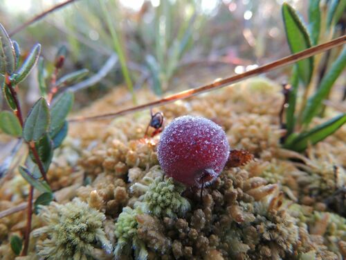 Vaccinium oxycoccos (bog cranberry)