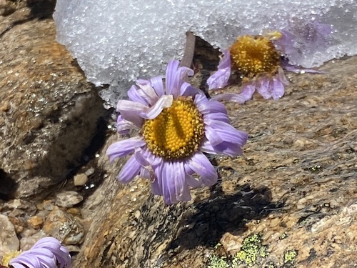 Brachyscome spathulata (Spoon Daisy) (alternate view 3)