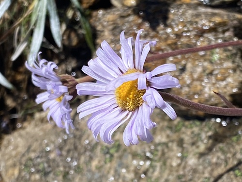 Brachyscome spathulata (Spoon Daisy) (alternate view 4)