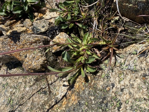 Brachyscome spathulata (Spoon Daisy) (alternate view 5)