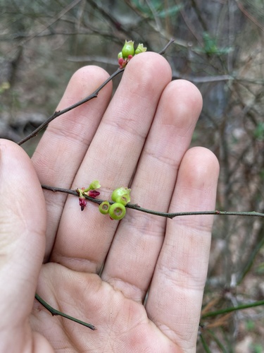 Vaccinium elliottii (mayberry) (alternate view 10)